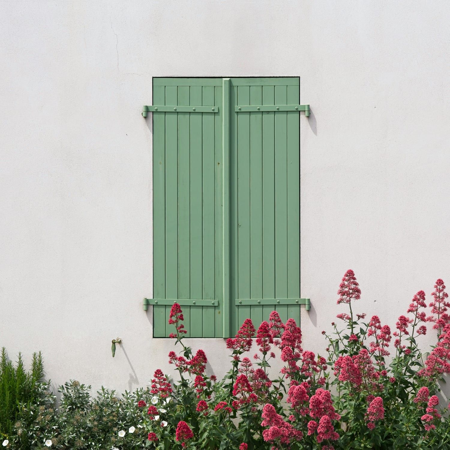 Volets verts fermés sur un mur blanc, valérianes rouges à leur pied